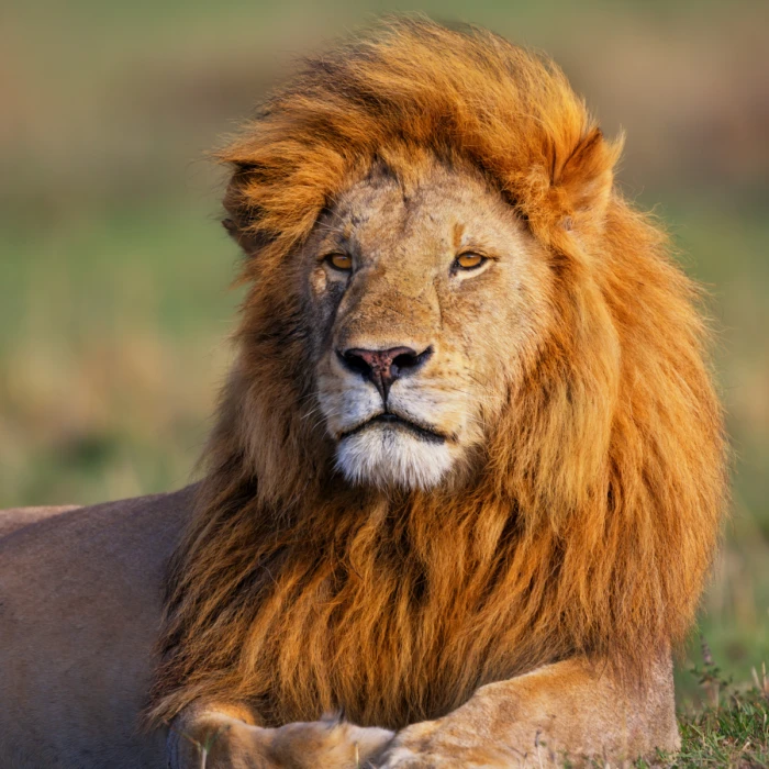 lion-in-the-zoo