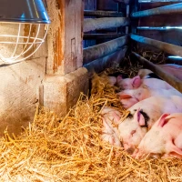 Farming & Conservation-cards